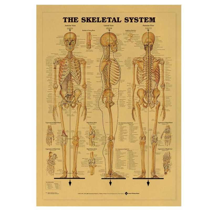 Home Decor Indonesia - Vintage Het Skelet Systeem Medische Poster